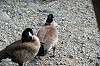 ueno_zoo_4409_mini.jpg