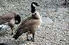 ueno_zoo_4411_mini.jpg