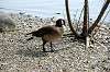 ueno_zoo_4412_mini.jpg