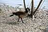 ueno_zoo_4415_mini.jpg