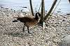 ueno_zoo_4416_mini.jpg
