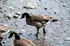 ueno_zoo_4418_mini.jpg