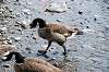 ueno_zoo_4419_mini.jpg