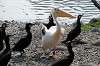 ueno_zoo_4420_mini.jpg