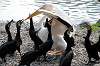 ueno_zoo_4422_mini.jpg
