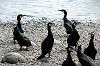 ueno_zoo_4426_mini.jpg