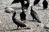 ueno_zoo_4427_mini.jpg