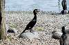 ueno_zoo_4431_mini.jpg