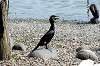 ueno_zoo_4432_mini.jpg
