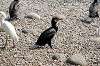 ueno_zoo_4435_mini.jpg