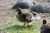 ueno_zoo_4438_mini.jpg