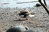 ueno_zoo_4439_mini.jpg