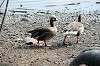ueno_zoo_4445_mini.jpg