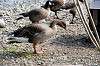 ueno_zoo_4446_mini.jpg