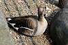 ueno_zoo_4448_mini.jpg