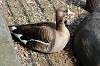 ueno_zoo_4449_mini.jpg