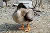 ueno_zoo_4450_mini.jpg