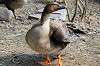 ueno_zoo_4451_mini.jpg