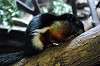 ueno_zoo_4452_mini.jpg