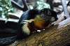 ueno_zoo_4453_mini.jpg