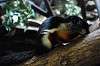 ueno_zoo_4454_mini.jpg