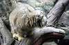 ueno_zoo_4456_mini.jpg