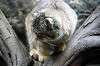 ueno_zoo_4457_mini.jpg