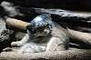 ueno_zoo_4458_mini.jpg