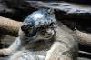 ueno_zoo_4459_mini.jpg