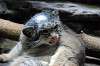 ueno_zoo_4460_mini.jpg
