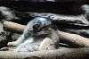 ueno_zoo_4461_mini.jpg