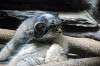 ueno_zoo_4462_mini.jpg