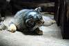 ueno_zoo_4463_mini.jpg