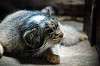 ueno_zoo_4464_mini.jpg