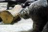 ueno_zoo_4465_mini.jpg