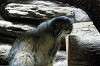 ueno_zoo_4466_mini.jpg