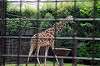 ueno_zoo_4467_mini.jpg
