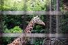 ueno_zoo_4468_mini.jpg