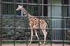 ueno_zoo_4469_mini.jpg