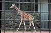 ueno_zoo_4470_mini.jpg