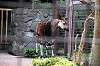 ueno_zoo_4471_mini.jpg
