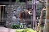 ueno_zoo_4472_mini.jpg