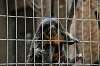 ueno_zoo_4477_mini.jpg