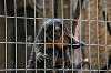ueno_zoo_4478_mini.jpg