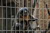 ueno_zoo_4479_mini.jpg