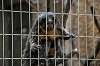 ueno_zoo_4480_mini.jpg