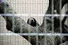 ueno_zoo_4481_mini.jpg