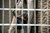 ueno_zoo_4482_mini.jpg