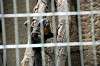 ueno_zoo_4483_mini.jpg