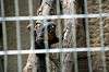 ueno_zoo_4484_mini.jpg